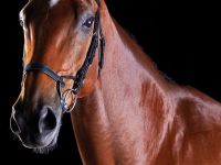 Collegiate ComFiTec Training Bridle
