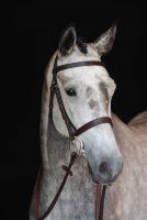Collegiate IV Hunt Cavesson Bridle